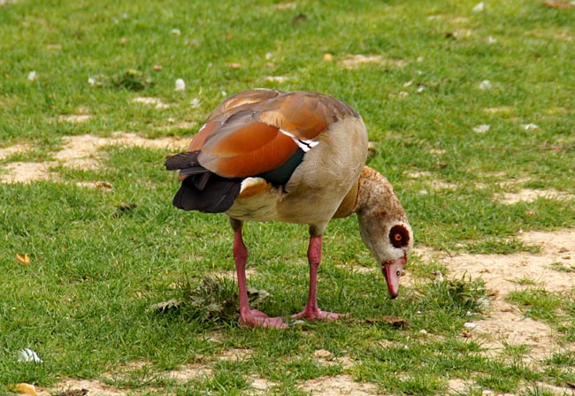 Bad Sassendorf: Eine Nilgans am Kurparkteich