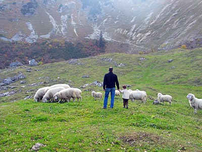 Bodenschneidhaus - Schafe