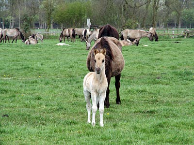 Dülmen - Wildpferd mit Fohlen