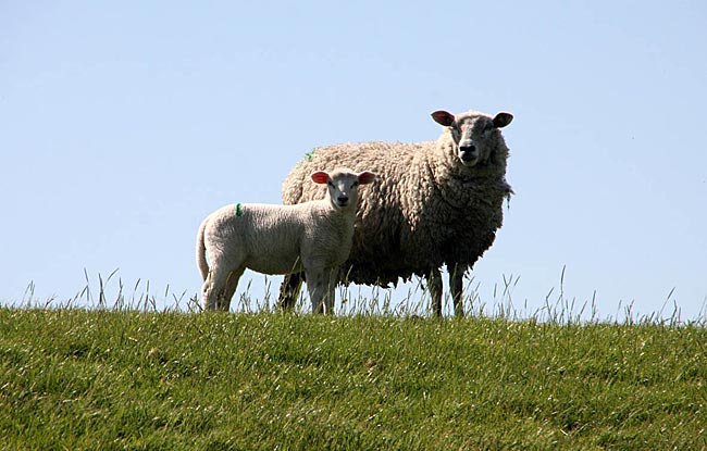 Föhr, nordfriesische Insel in der Nordsee - Schafe auf dem Deich