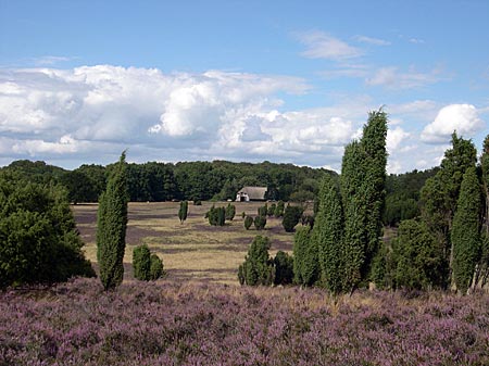 Lüneburger Heide - Heidschnuckenweg - Heide und Wacholder