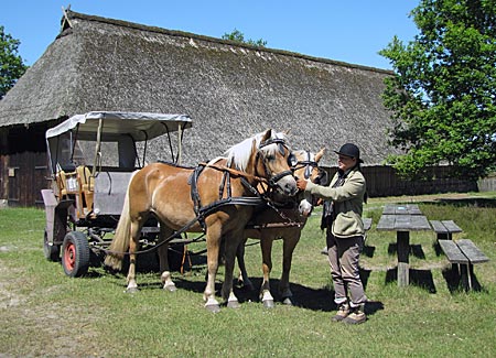 lüneburger Heide - Heidschnuckenweg - Kutscherin Iris Schöndube mit Haflinger Ponys