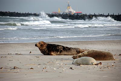 Helgoland - Kegelrobben