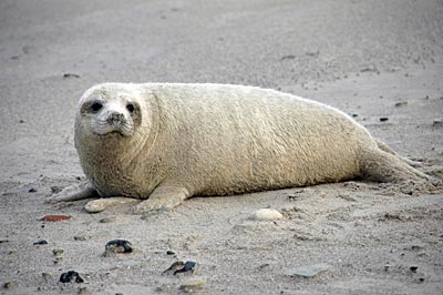 Helgoland - Kegelrobbennachwuchs