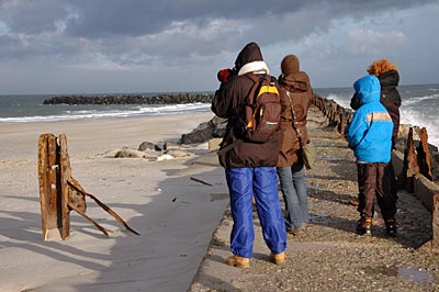 Helgoland - Robben-Watching