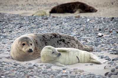 Helgoland - Kegelrobben