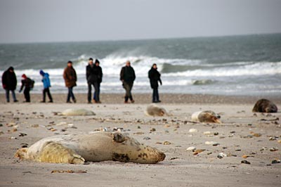 Helgoland - Robben am Strand