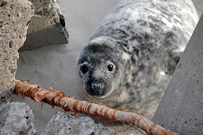 Helgoland - Robbe