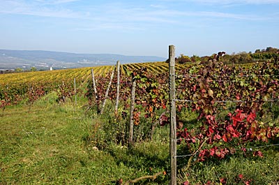 Ingelheim am Rhein - Weinberge an der Ingelheimer Weinmeile