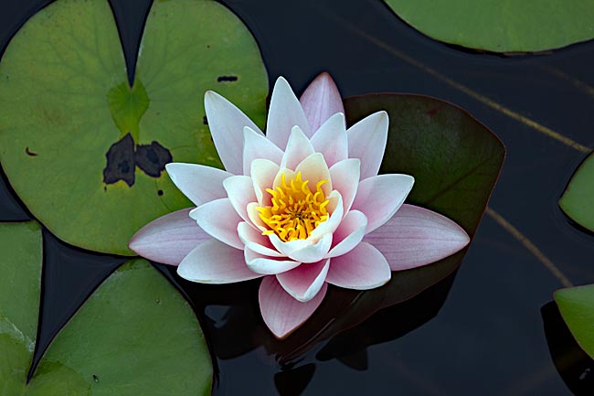 Kiel - Seerose im Außengelände des Botanischen Gartens