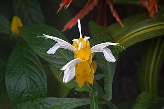 Kiel Botanischer Garten