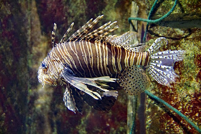 Kiel - GEOMAR - Aquarium - Rotfeuerfisch