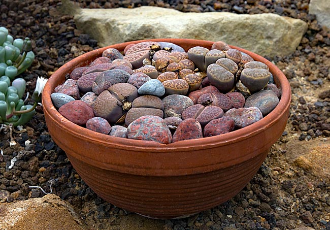 Kiel - Botanischer Garten - lebende Steine in einer Schale