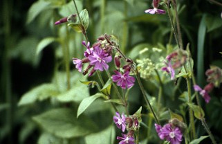 Deutschland Heide Blume