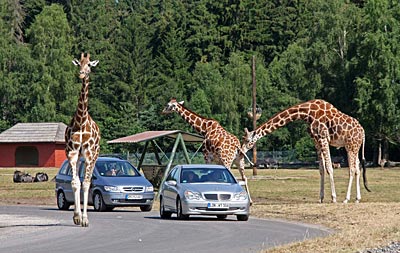 Lüneburger Heide - Giraffen im Safaripark in Hodenhagen