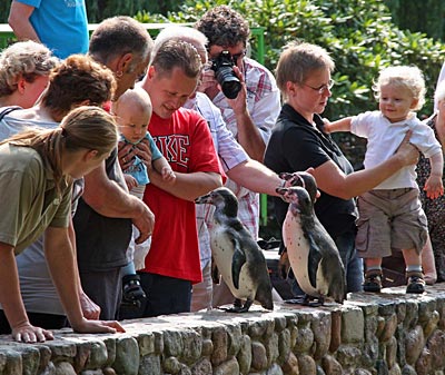 Lüneburger Heide - Zu den großen Besuchermagneten im Weltvogelpark Walsrode gehören die Pinguine. Besonders natürlich dann, wenn sie im Rahmen der Fütterung direkt vor den Schaulustigen aufmarschieren