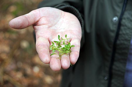 Spessart - Auch Wilde Kresse kann man im Langen Grund finden