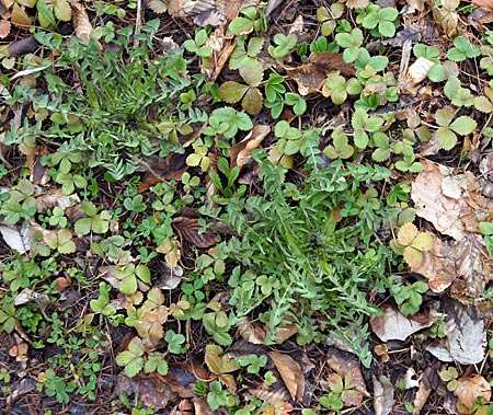 Spessart - Junger Löwenzahn eignet sich bestens für einen leckeren Salat