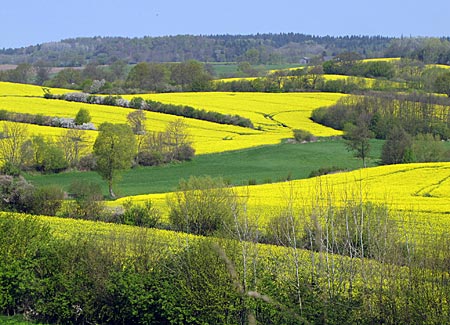 Mönchsweg - Frühlingslandschaft in der Holsteinischen Schweiz