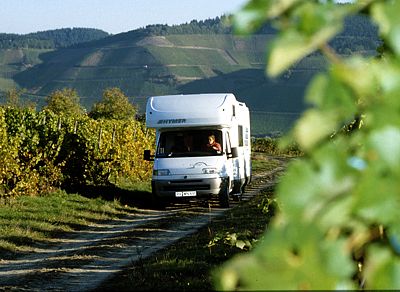 Mosel / im Weinberg