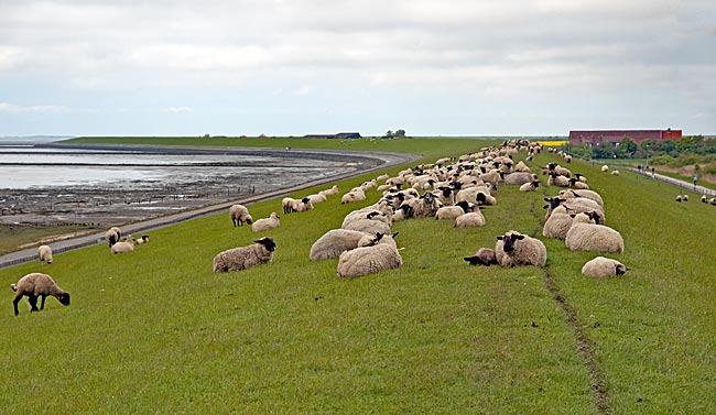 Norddeich - Schafe auf dem Deich