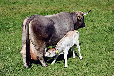 Oberstaufen im Algäu - Kühe