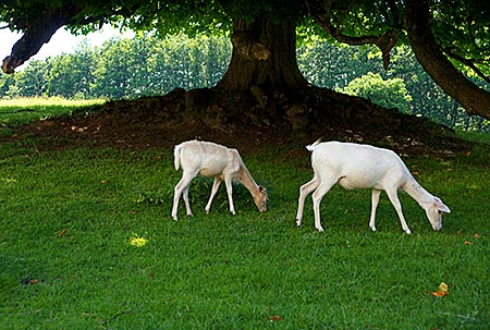 Putbus auf Rügen - Tiergehege