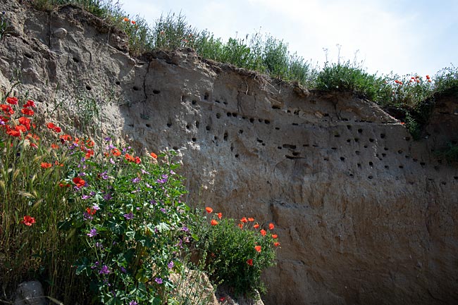 Rügen - Uferschwalben brüten am Steilufer
