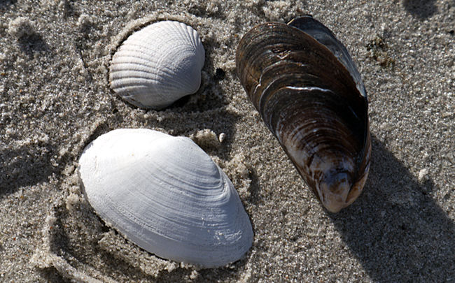 Muschelschalen am Strand - Schönberger Strand - Probstei