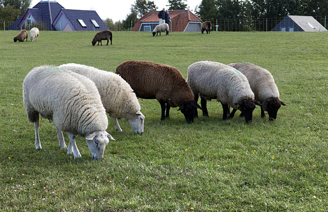 Schafe am Deich bei Schönberger Strand - Probstei
