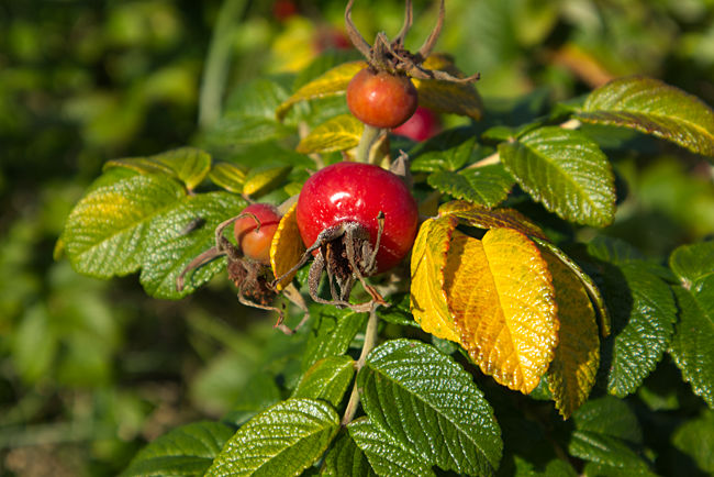 Strandrosen - Schönberger Strand - Probstei