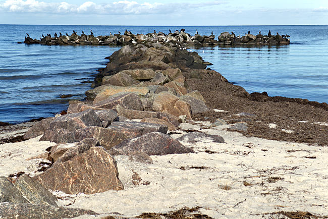 Küstenschutz bei Schönberger Strand - Probstei