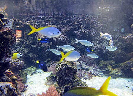 Stralsund - Südseeaquarium im Meeresmuseum