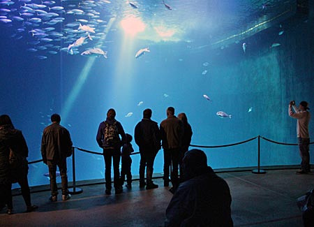 Stralsund - Ozeaneum - Fischschwärme im Tiefseebecken