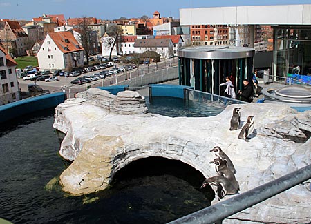 Stralsund - Pinguine auf dem Dach des Ozeaneum