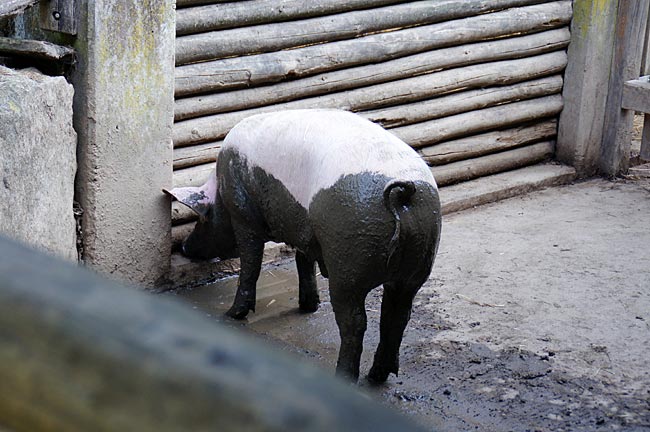 Freilichtmuseum Vogtsbauernhof Gutach: Schwein