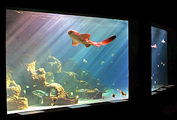 Deutschland Wilhelmshaven Aquarium