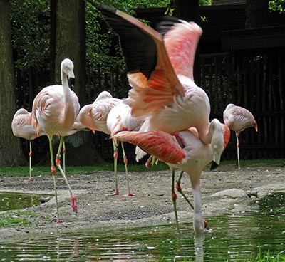 Allwetterzoo Münster, Flamingos