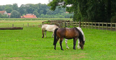 Münsterland:Pferde