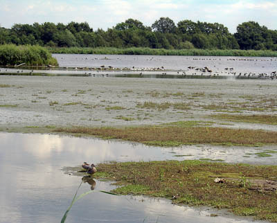 Münsterland: Ein Dorado für Wasservögel: Rieselfelder von Münster