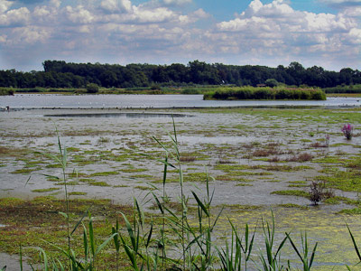 Münsterland: Biotop Rieselfelder von Münster