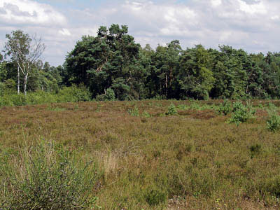 Münsterland: Einst ein geschlossenes Hochmoor: das Witte Venn im niederländisch-deutschen Grenzgebiet