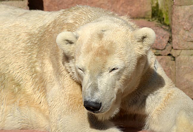 Rostock - Eisbär im Zoo