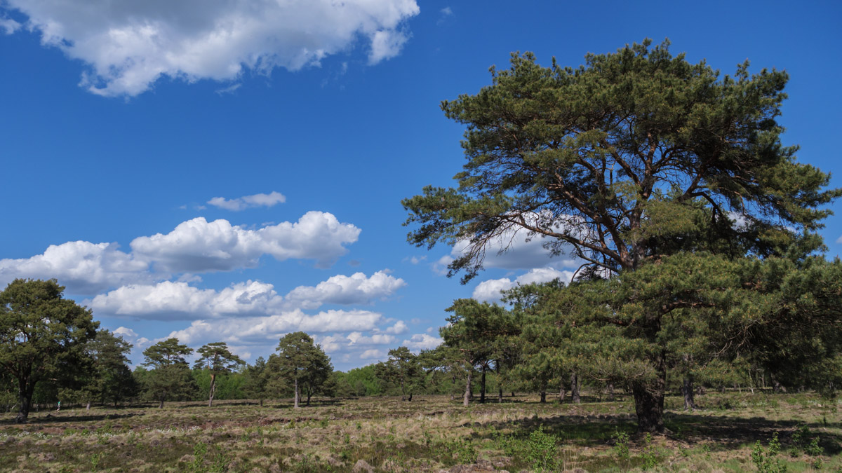 Quelkhorner Moor