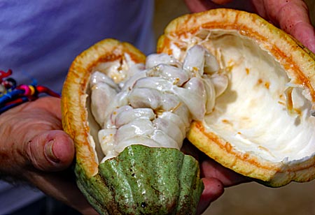 Dominikanische Republik - Kakaopflanze auf einer Plantage bei Higüey