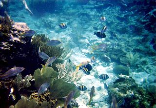 Dominikanische Republik - Unterwasserwelt in Punta Rusia