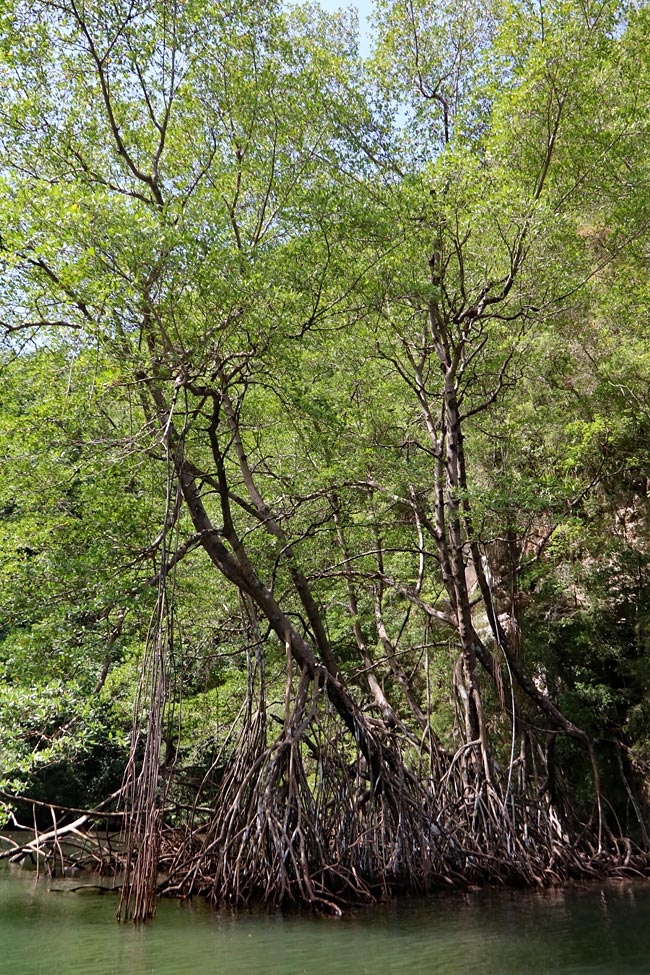 Dominikanische Republik - Mangroven