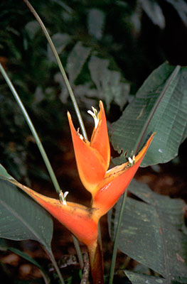 Ecuador - Cuyabeno-Nationalpark - Blüte