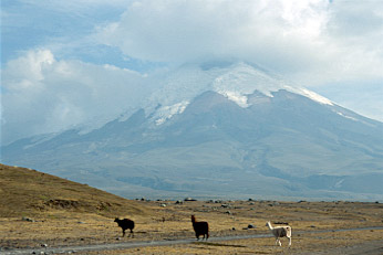Ecuador Quito Cotopaxi aus der Nähe