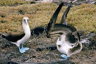 Galapagos / Blaufußtölpel